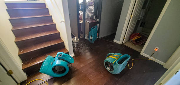 Best Mold removal after water damage  in Kearny, AZ