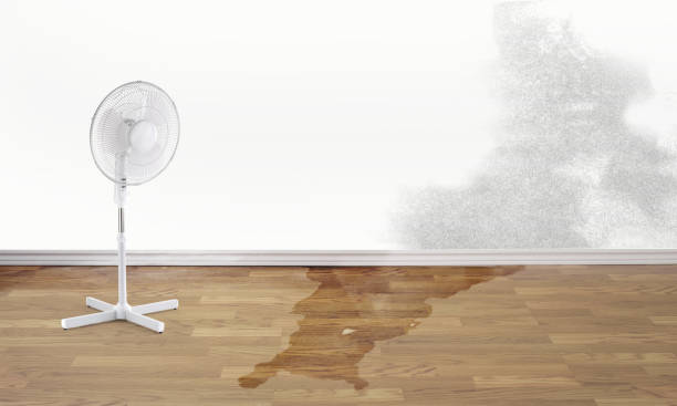 Best Professional water damage repair  in Kearny, AZ
